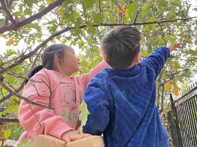采摘山楂历下区未来嘉幼教集团孩子们留住最美M6 米乐的秋天(图4)