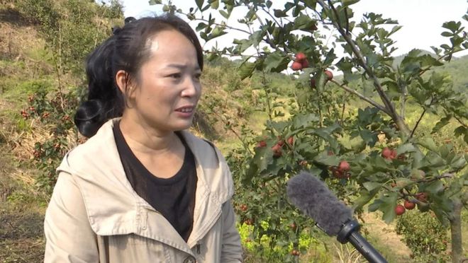 米乐M6 M6米乐漕河镇大枫树村：山楂树开出“致富花”(图3)