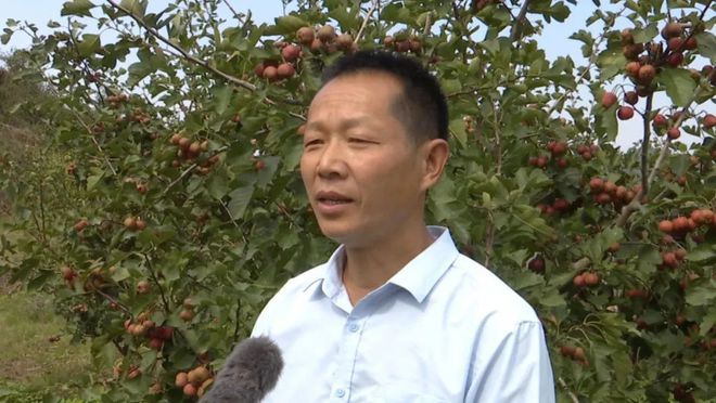 米乐M6 M6米乐漕河镇大枫树村：山楂树开出“致富花”(图6)