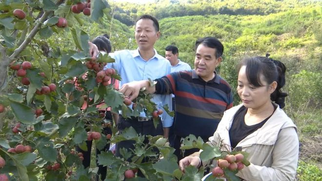 米乐M6 M6米乐漕河镇大枫树村：山楂树开出“致富花”(图7)