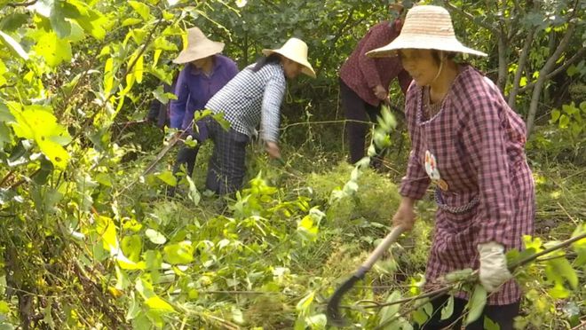 米乐M6 M6米乐漕河镇大枫树村：山楂树开出“致富花”(图10)